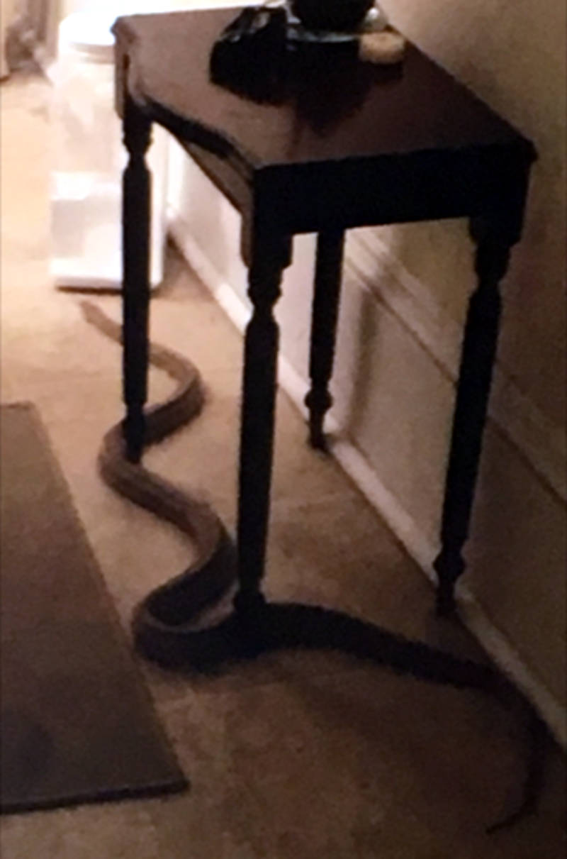 In this Monday, May 30, 2016 photo provided by Brockville police, a snake slithers across the floor of a city apartment building. The snake is still at large. (Brockville Police Service via Newswatch Group)